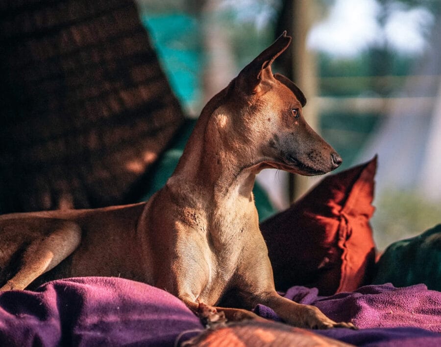 Die Auswahl der besten Tierpension: Tipps für Tierbesitzer